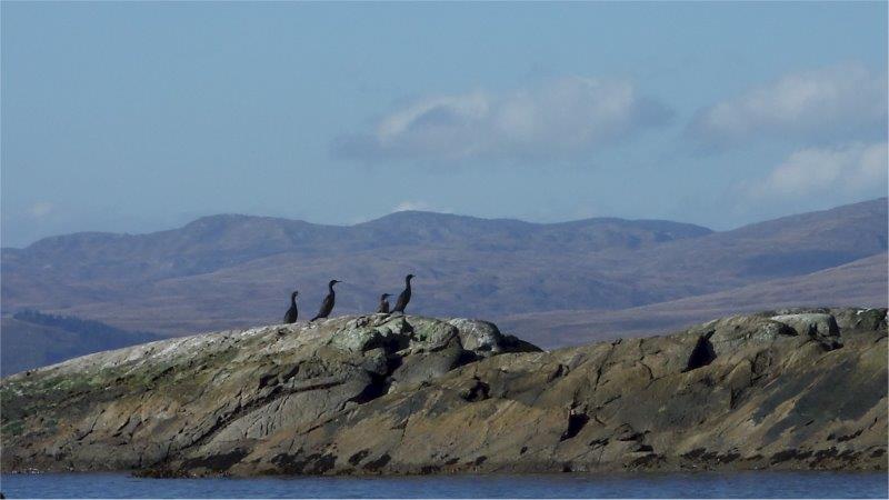 Cormorants sunbathing in the sound of Jura