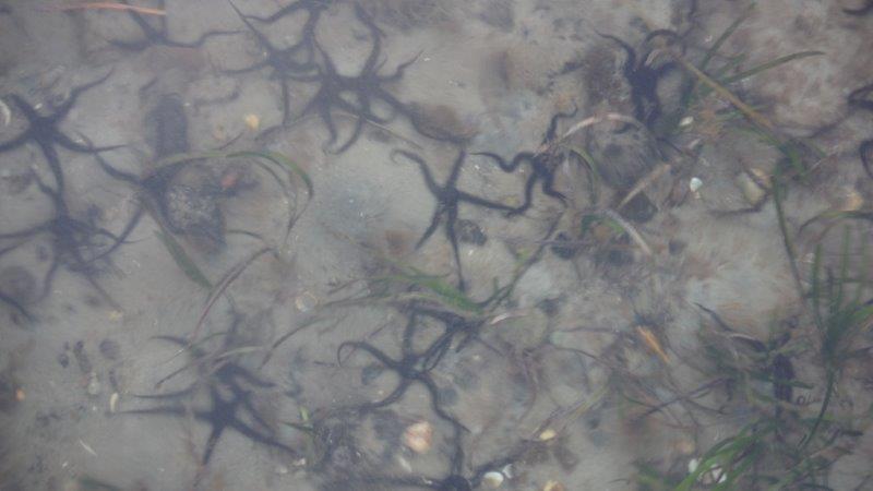 Thousands of Britttle Stars in Loch sween
